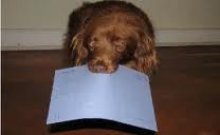 Hondenbelasting. Discriminatie?